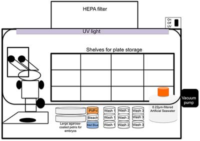 Generation of Germ-Free Ciona intestinalis for Studies of Gut-Microbe Interactions